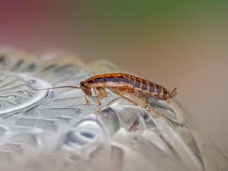 close up of a cockroach