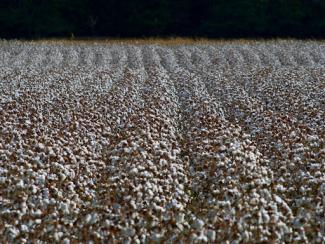 cotton crop in a field