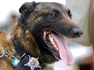 police dog panting 
