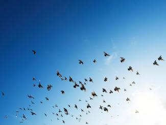 flock of birds flying