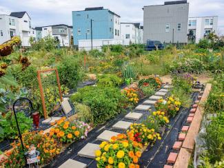 yellow flowers in a garden