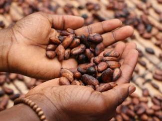 person holding black and brown seeds