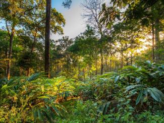 a forest with trees and plants