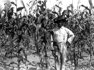 black farmer standing in a corn field