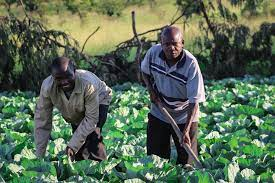 two black men gardening 