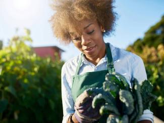 african american female gardener inspecting freshly picked kale