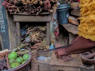woman cutting roots for herbs