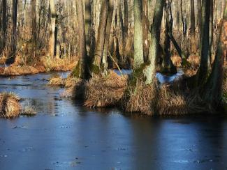 a boggy swamp