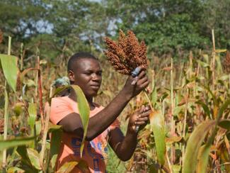 sorghum harvesting