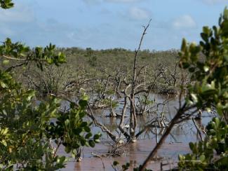 a body of water surrounded by trees and bushes