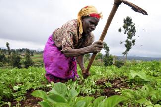 via <a href=https://en.wikipedia.org/wiki/Women_and_agriculture_in_Sub-Saharan_Africa#/media/File:2DU_Kenya_86_(5367322642).jpg>Neil Palmer/Wikipedia</a>