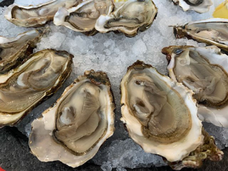 oysters on ice