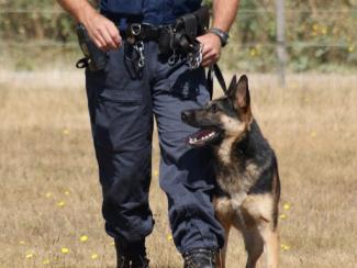 police dog next to officer