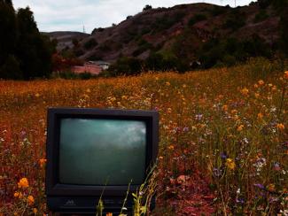 television in a field of flowers