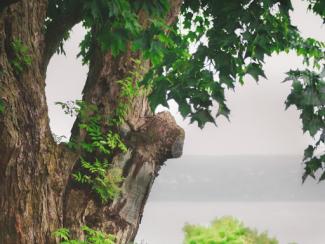 close up of tree trunk and leaves