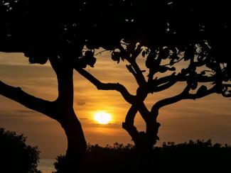 the sun setting behind some trees 