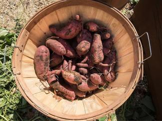 bucket of sweet potatoes
