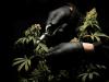 Hands cutting marijuana plants